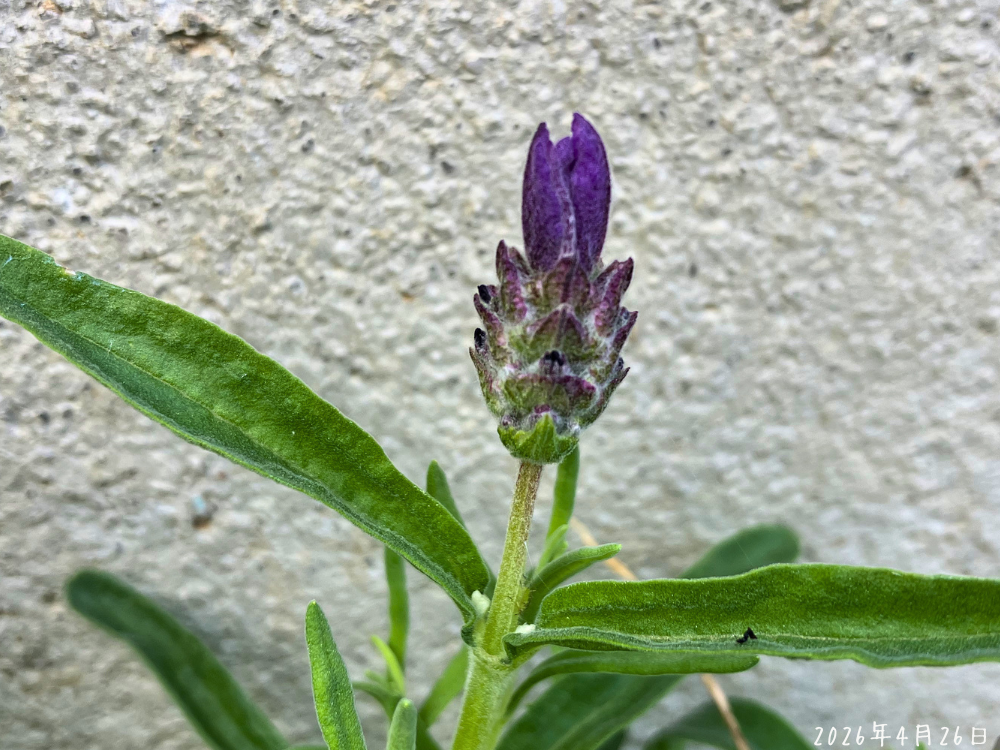 ラベンダーの花穂アップ。先端に紫が出始め、まだ開花前の部分が残っている様子。