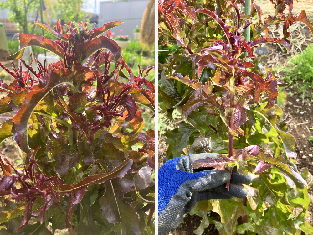 左=横からも花芽が増えたレッドオーク。右=折ってみた花茎。 左=横からも花芽が増えたレッドオーク。右=折ってみた花茎。