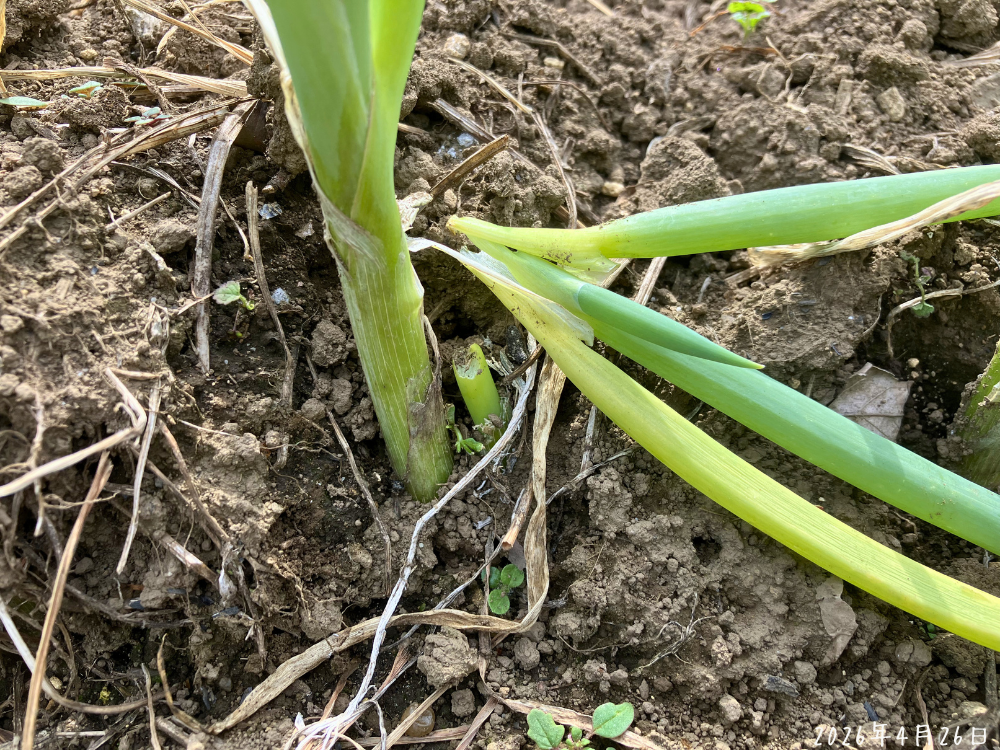 長ネギの株元付近で切れた葉