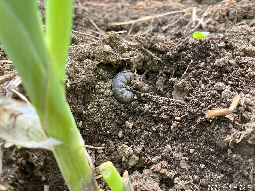 長ネギの株元近くの土で見つけた、ネキリムシに近い形の幼虫