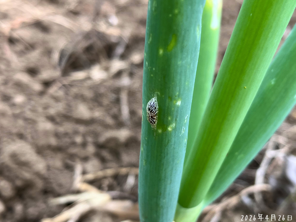 長ネギの葉にあった、ネギコガの繭に近いもの
