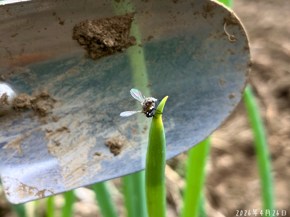 長ネギの葉先にいた、ネギハモグリバエに近い形の小さな虫