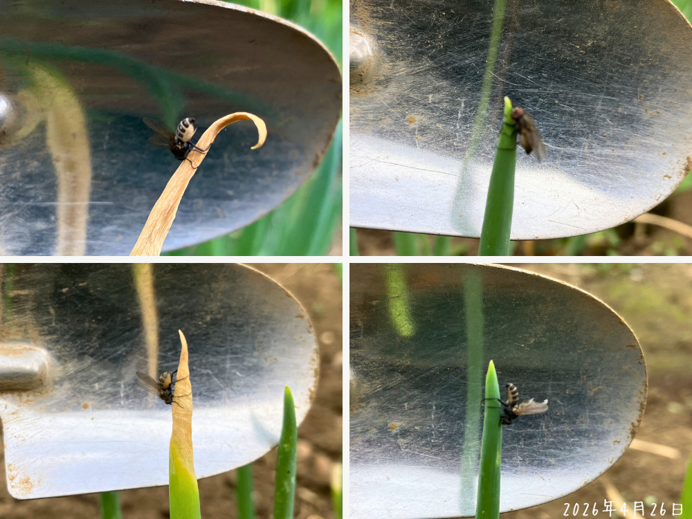 長ネギの葉先にいた、ネギハモグリバエに近い形の小さな虫が4匹いた場所