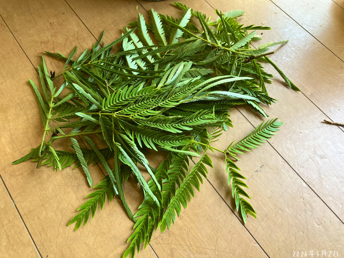 植え替え後に剪定した枝葉。上の重さを少し減らしました。