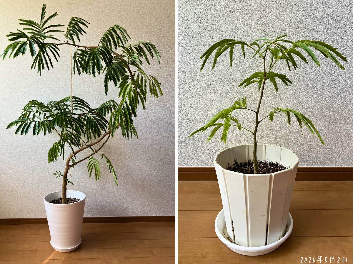 植え替え後は室内へ。親株とこぼれ種の株を、別の鉢で管理します。
