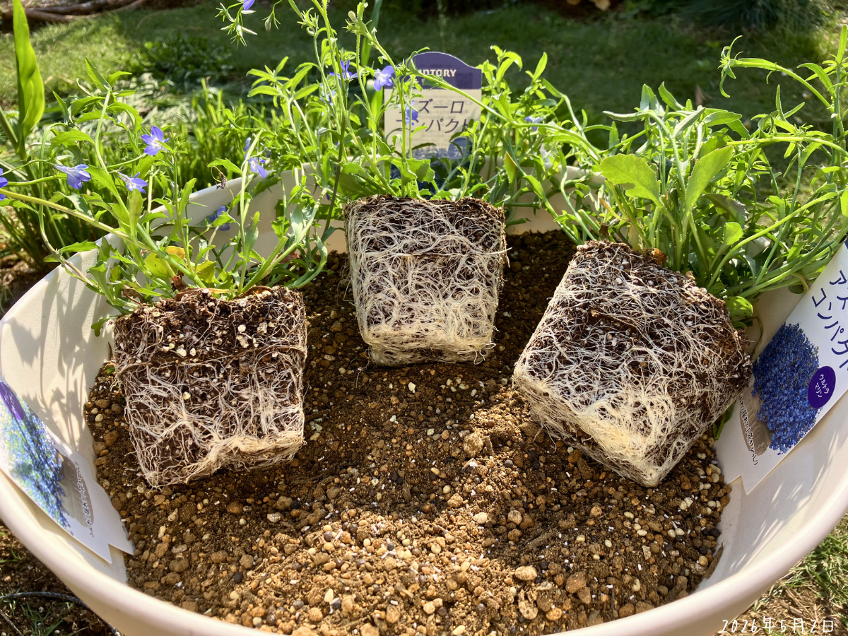 アズーロコンパクトの植え付け｜青系3色を1鉢に植える - ひだまりガーデン