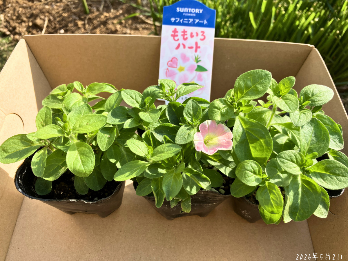 購入したももいろハート3株。中央の株に、淡いピンクの花が1輪あります。