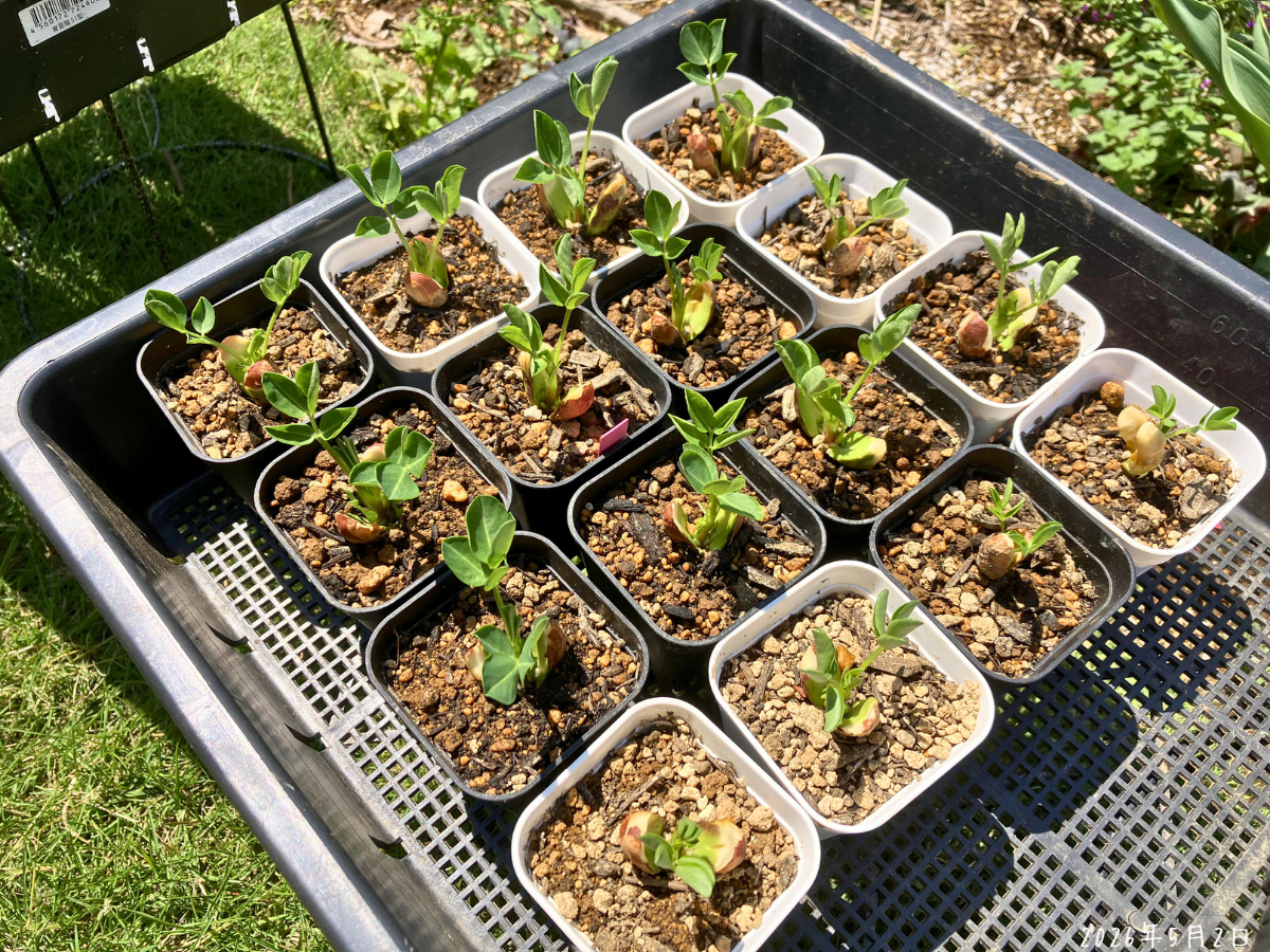 5月2日に植え付けた16株。前日より小さい苗です。