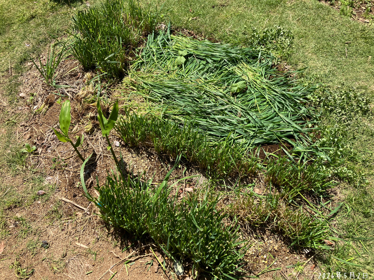 定植後の全体。土が見える部分に、刈ったえん麦を敷いています。