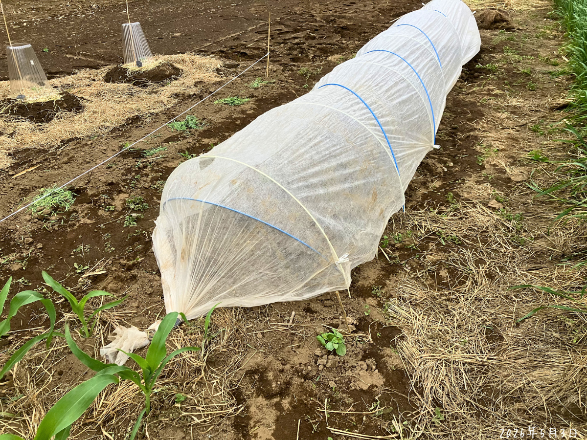 ある程度大きくなるまでは、不織布をかけて様子をみます。