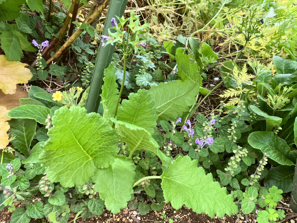 全体。花びらが落ち、葉の広がりと花後の茎が残っています。
