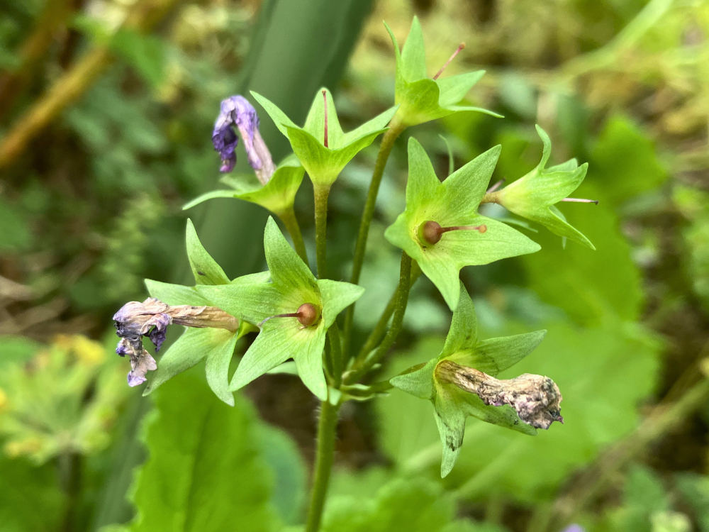 花後のアップ。花びらが落ち、緑のがくが星形に残っています。
