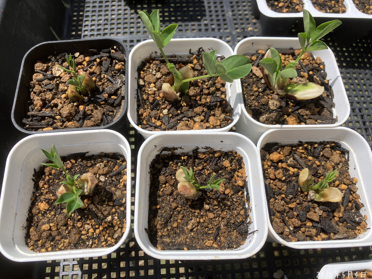 5月4日に植え付けた6株。まだ小さい株もあります。