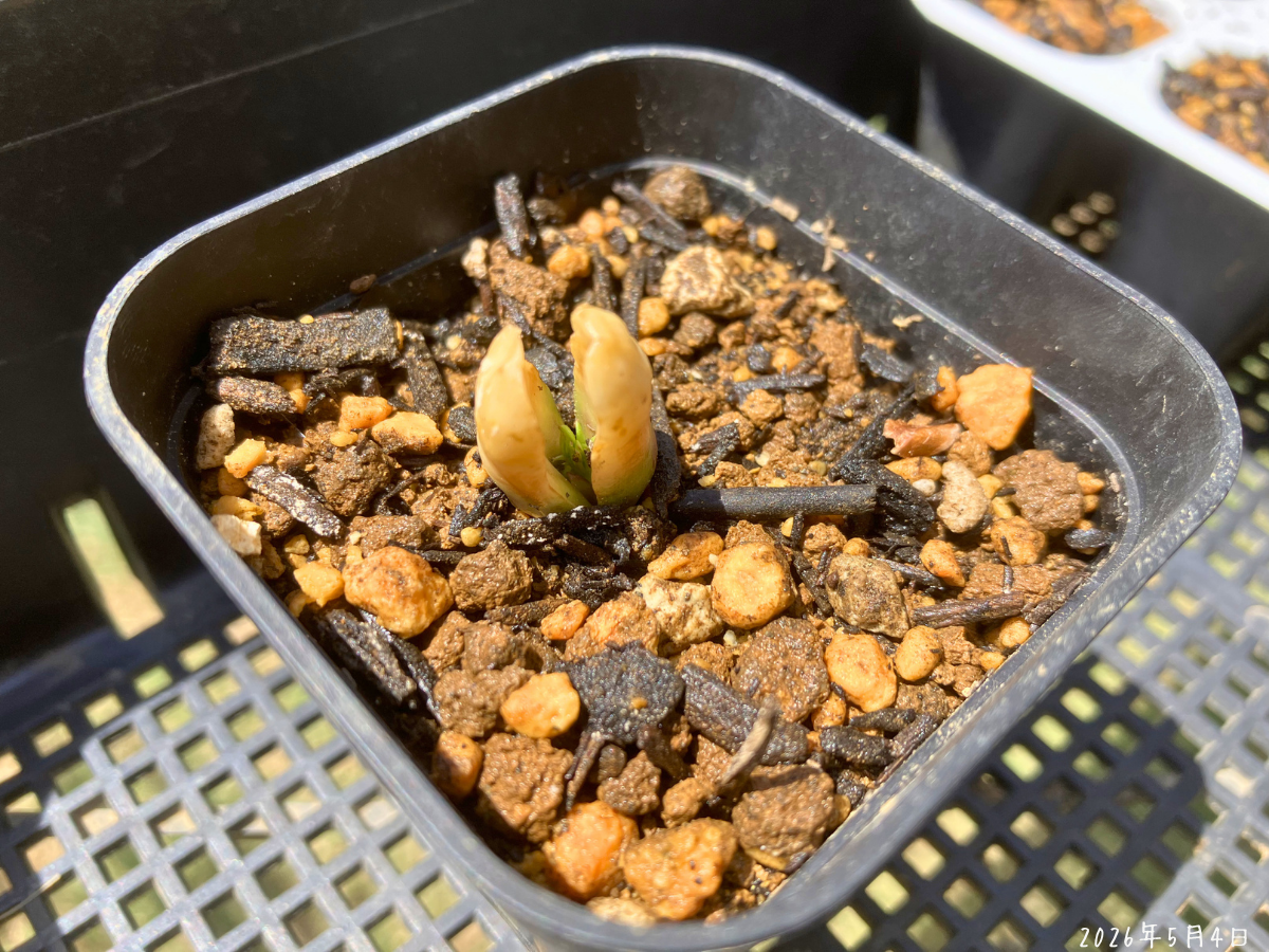 最後に残った1株。本葉はまだ小さいままです。