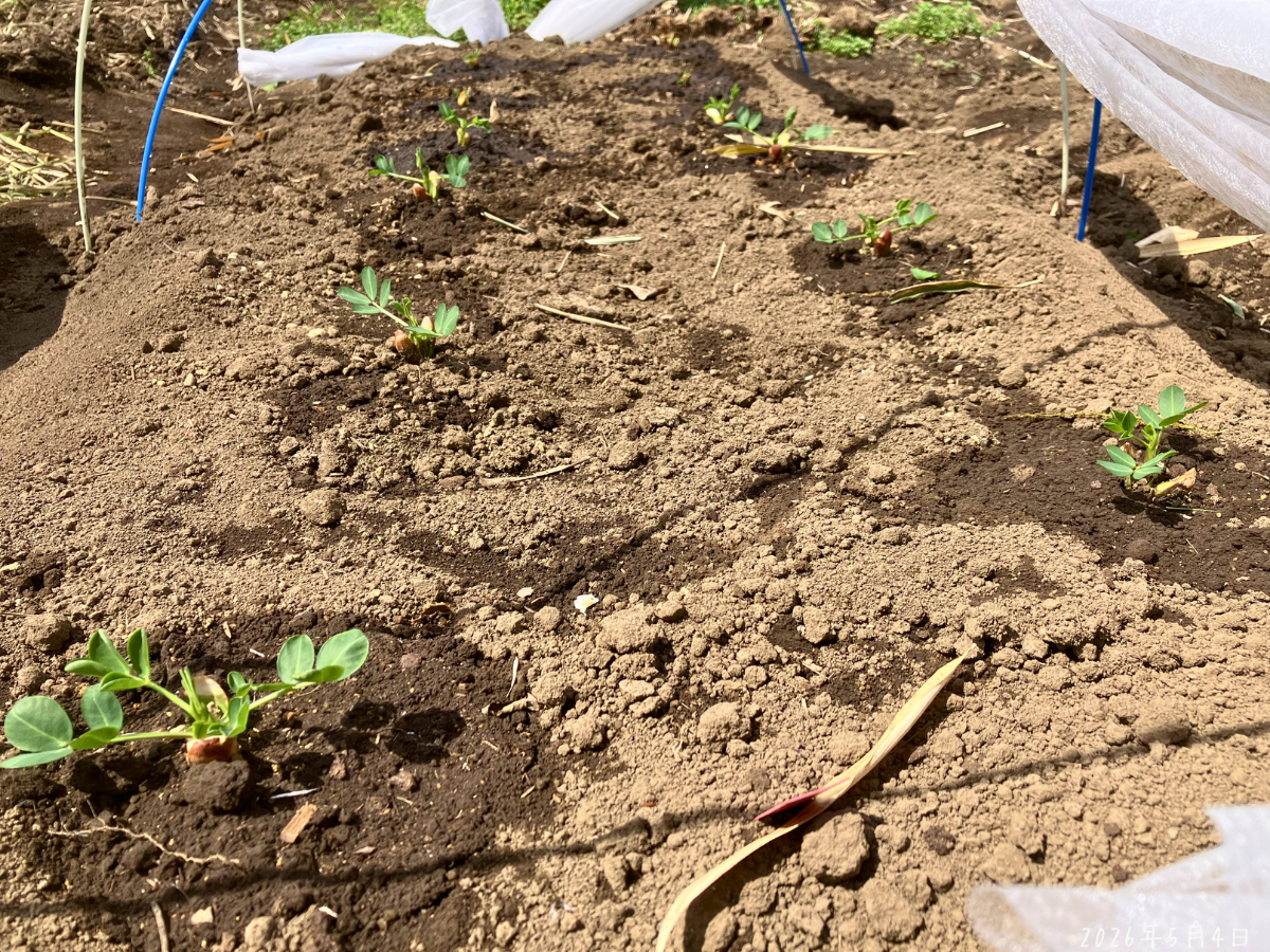 5月4日に植えた6株は、あとから作った小さいトンネル側へ定植しました。