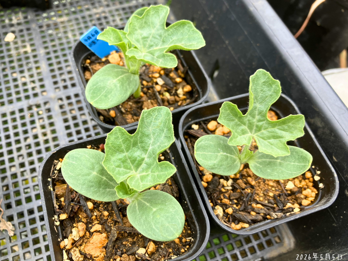 スイカを畝なしで定植｜4月まき大玉・小玉とまくわうりを植え付け