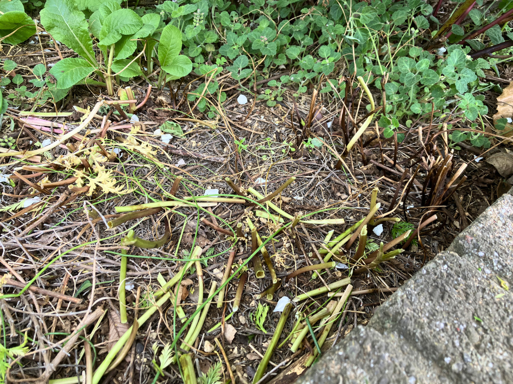 福寿草を地際からカットしたあとの株元。