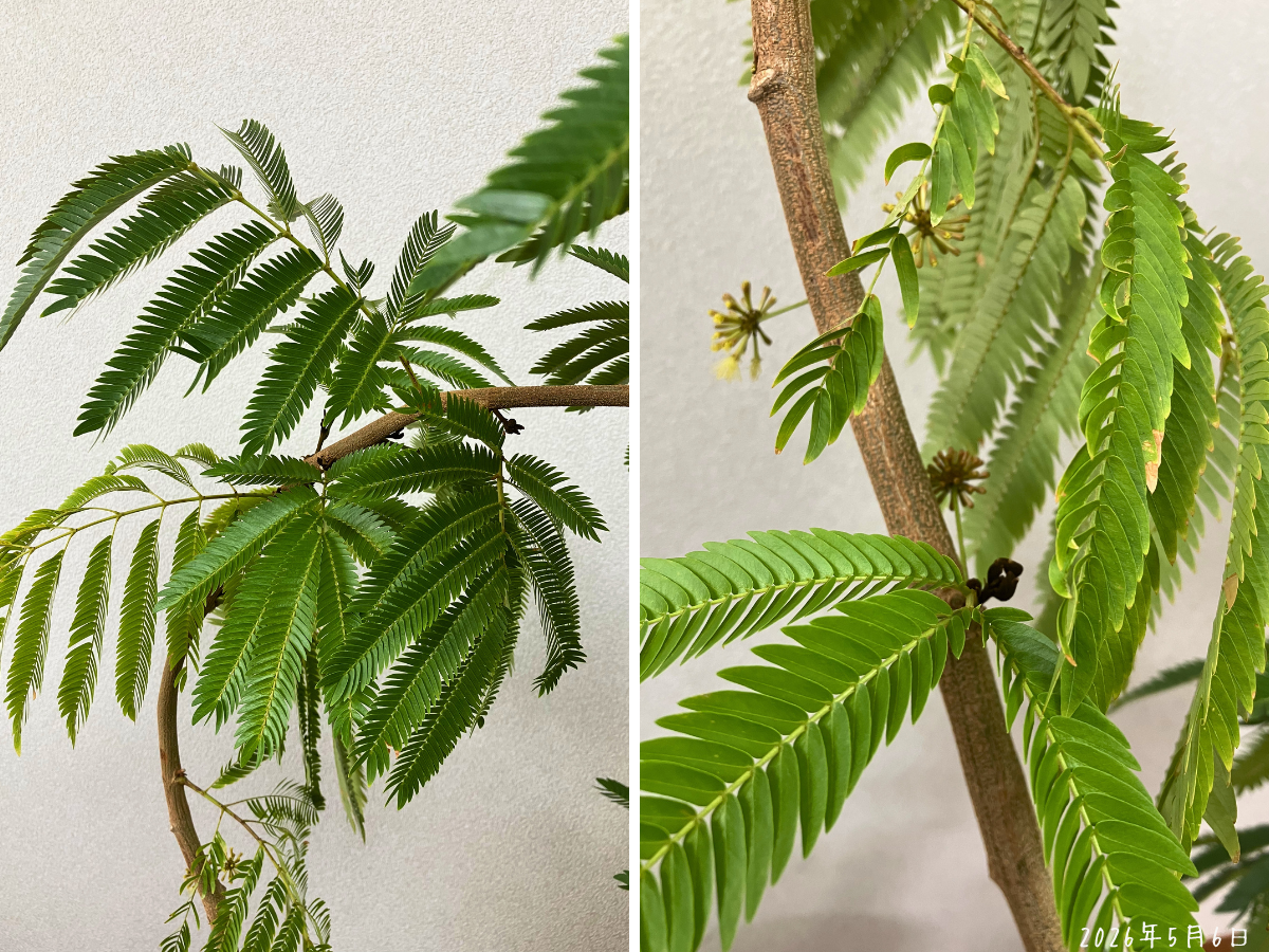 植え替え後のエバーフレッシュの葉と、枝の近くに残っているつぼみや新芽の写真。