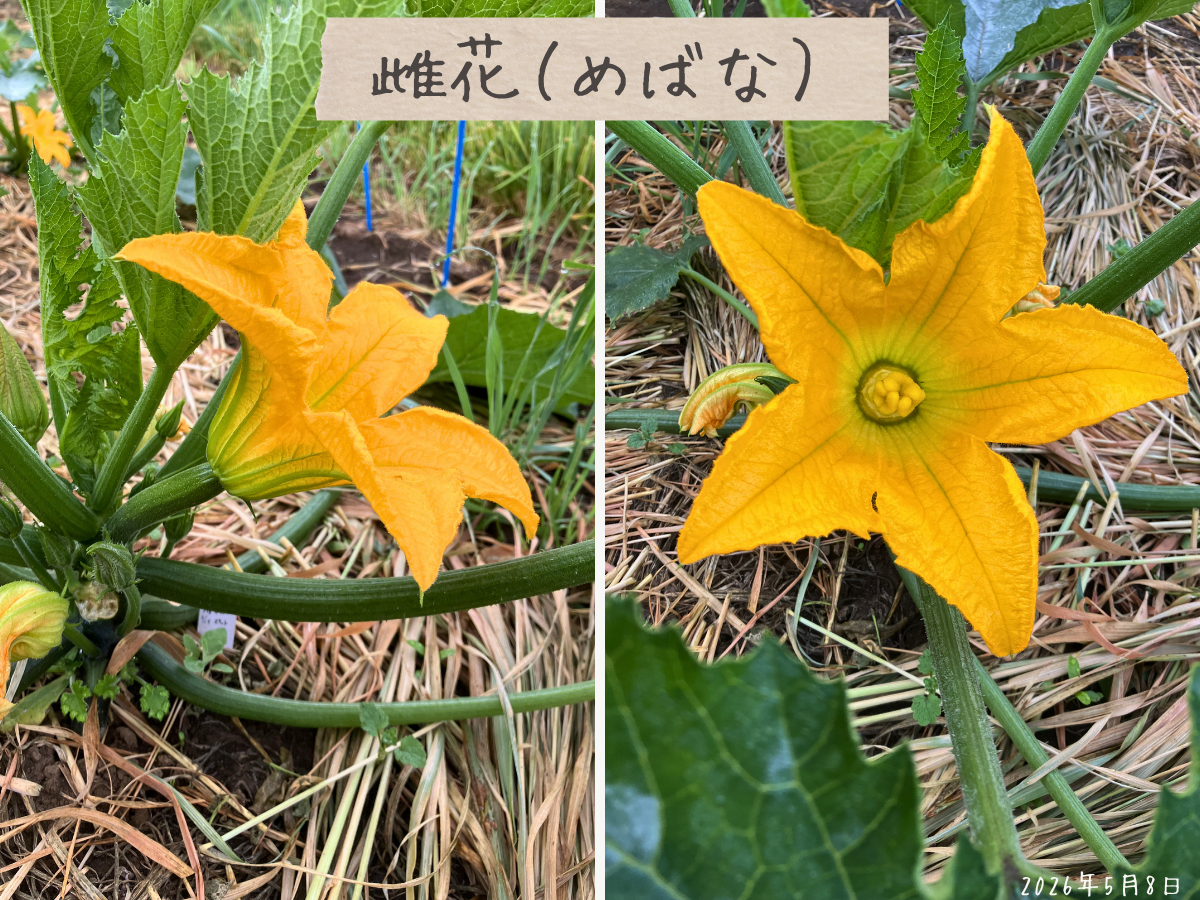 5月8日にズッキーニのブラックストカで雌花が開き、根元に小さな実がついている様子