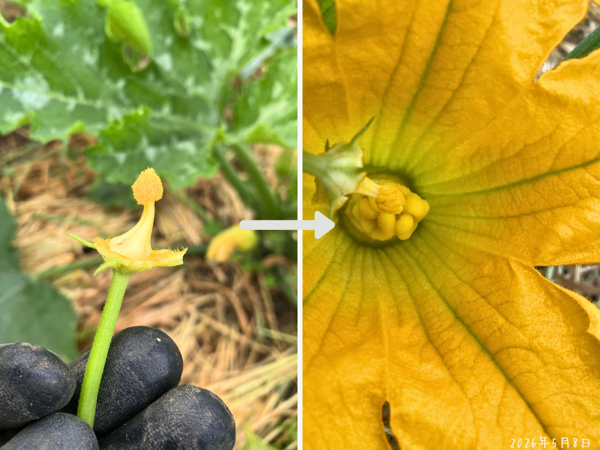 花びらを外したズッキーニの雄花を、雌花の中心へつけて人工授粉している様子