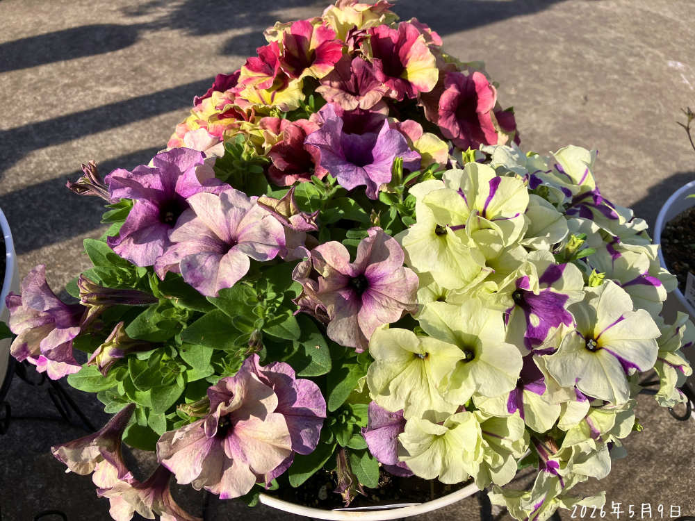 ペチュニア シェイク3色を1鉢に植える｜剪定した枝は挿し芽へ
