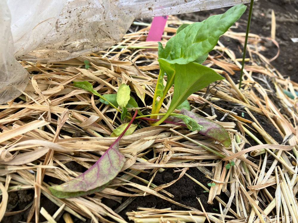 株元の茎が切れたスイスチャード。