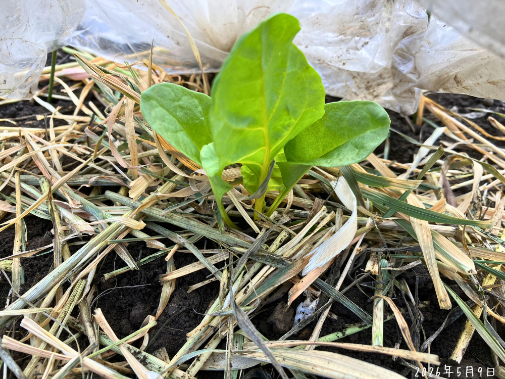 残った芽に土を寄せたスイスチャード。
