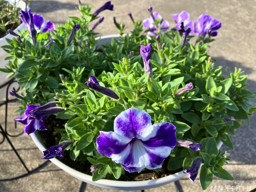 サフィニアアート るりいろ風ぐるまの開花 サフィニアアート るりいろ風ぐるまの花とつぼみ