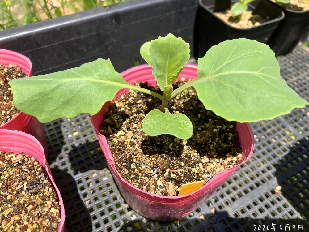 キャベツの大きい株。本葉3枚まで進んでいます。