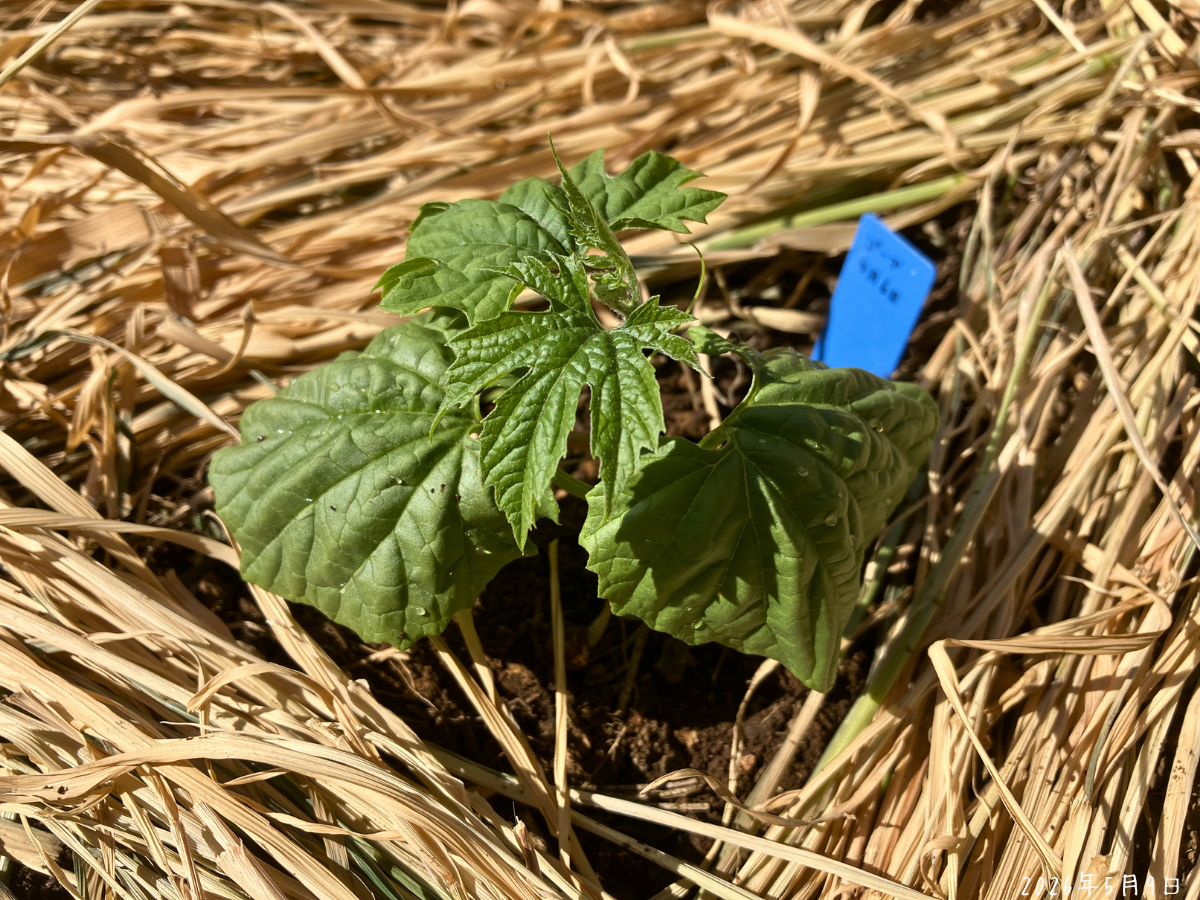 植え替え後の沖縄ゴーヤ。予備苗を同じ場所に植えました。