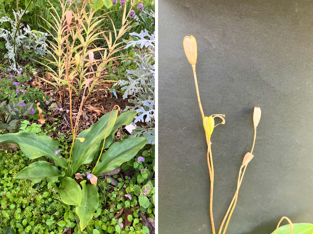 エリスロニューム（黄花タイプ）。茎と種の部分が茶色くなり、葉はまだ緑が残っています。