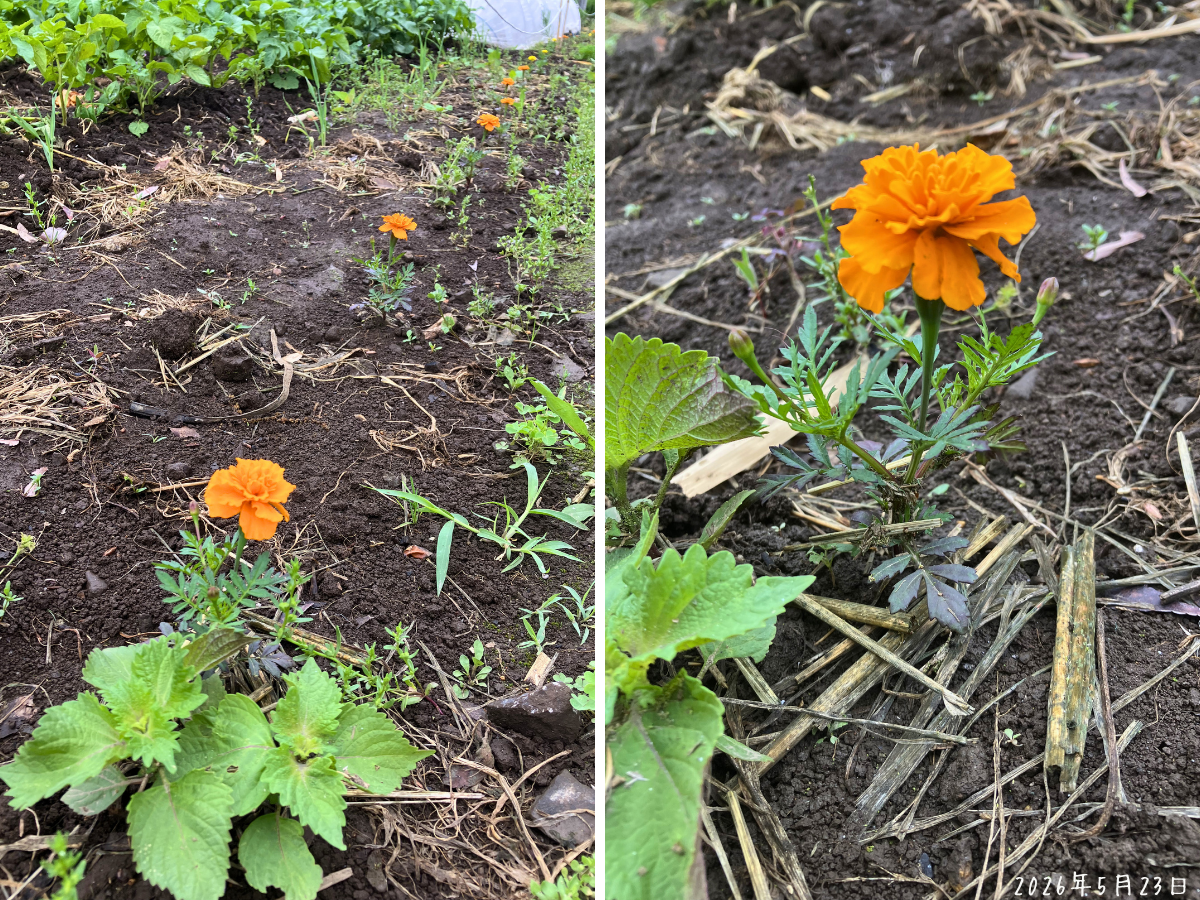 畑に植えたマリーゴールドで、オレンジ色の花が開き始めた様子。道沿いにも花が点々と上がっている。