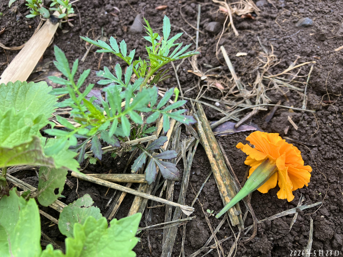 まだ小さいマリーゴールド株の横に、摘み取ったオレンジ色の花を置いた様子。