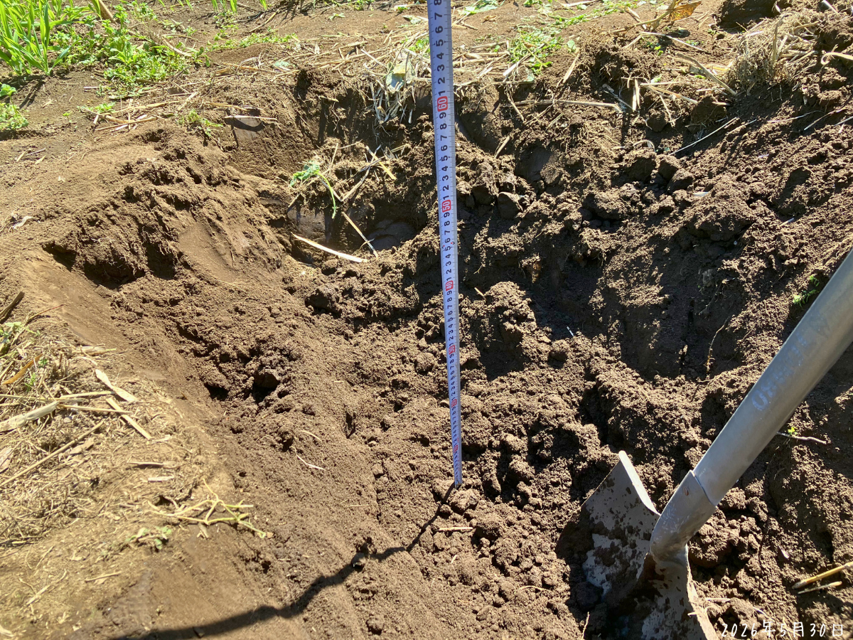 50cmほど掘った穴 畝に掘った穴。メジャーを入れて、深さ50cm前後を確認している。