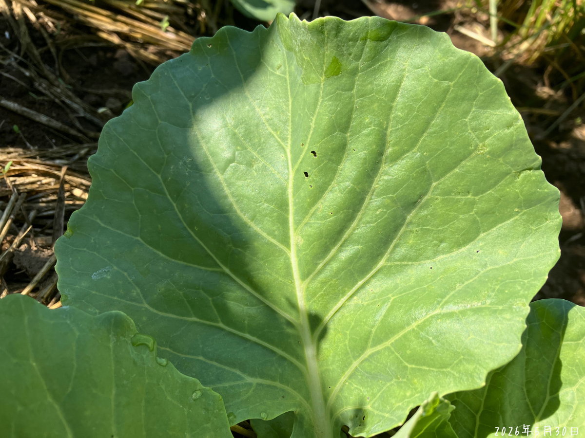 5月30日のキャベツの虫食い 5月30日のキャベツの外葉に小さな虫食い穴が残っている様子