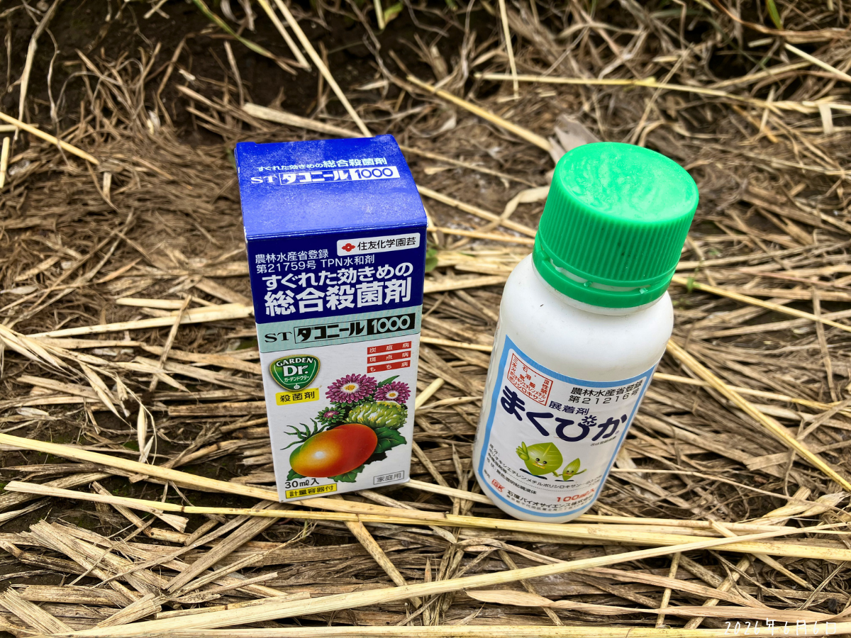 STダコニール1000とまくぴか ズッキーニのうどんこ病に使ったSTダコニール1000とまくぴか