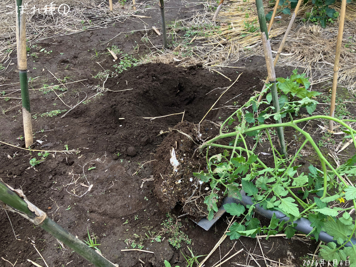 こぼれ種①を畑スペースへ植え替え こぼれ種①を広めに掘り上げ、畑スペースの植え穴へ移しているところ。