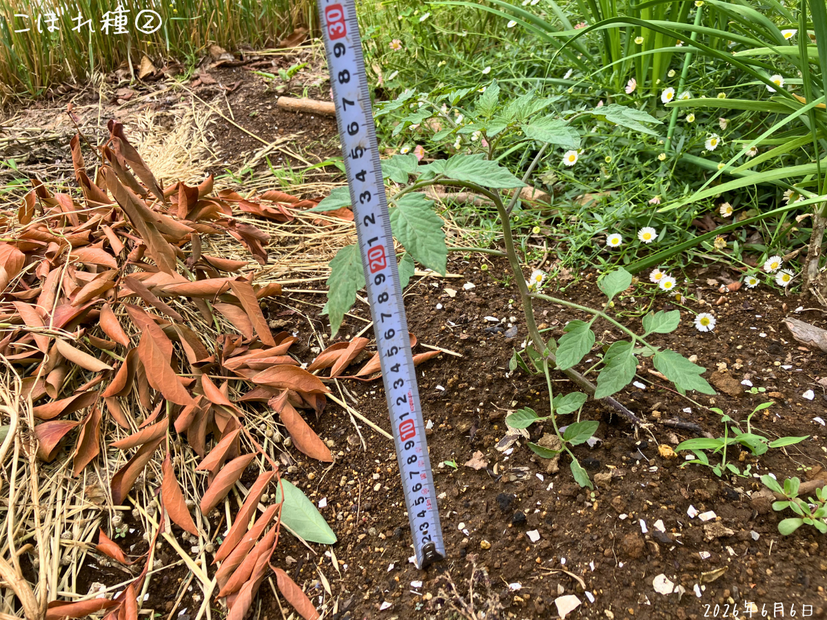 約30cmまで育っていたこぼれ種② ニラやブルーベリー植栽の近くで育っていた、約30cmのこぼれ種ミニトマトらしき株。
