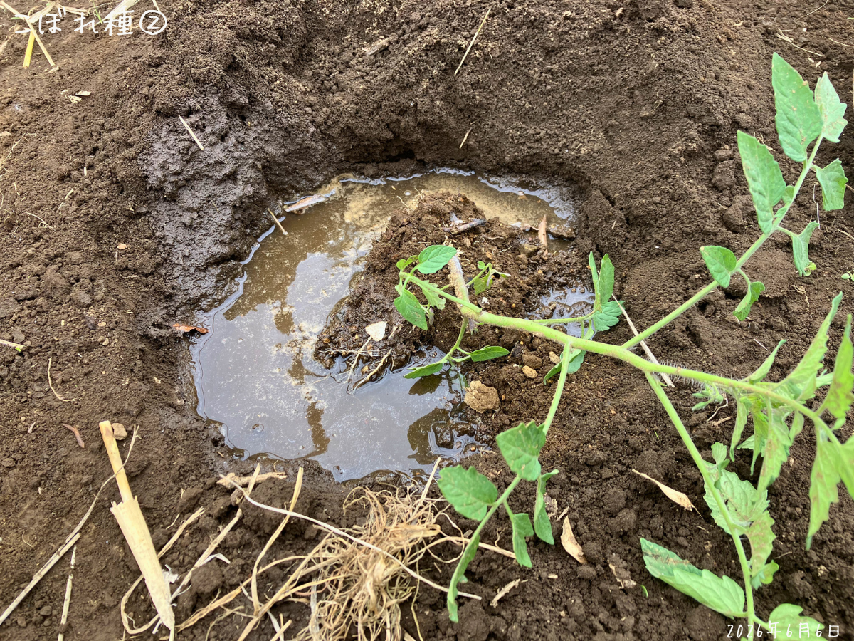 水を入れた植え穴へこぼれ種②を植え付け 畑スペースの植え穴に水を入れ、こぼれ種②を植え付けているところ。