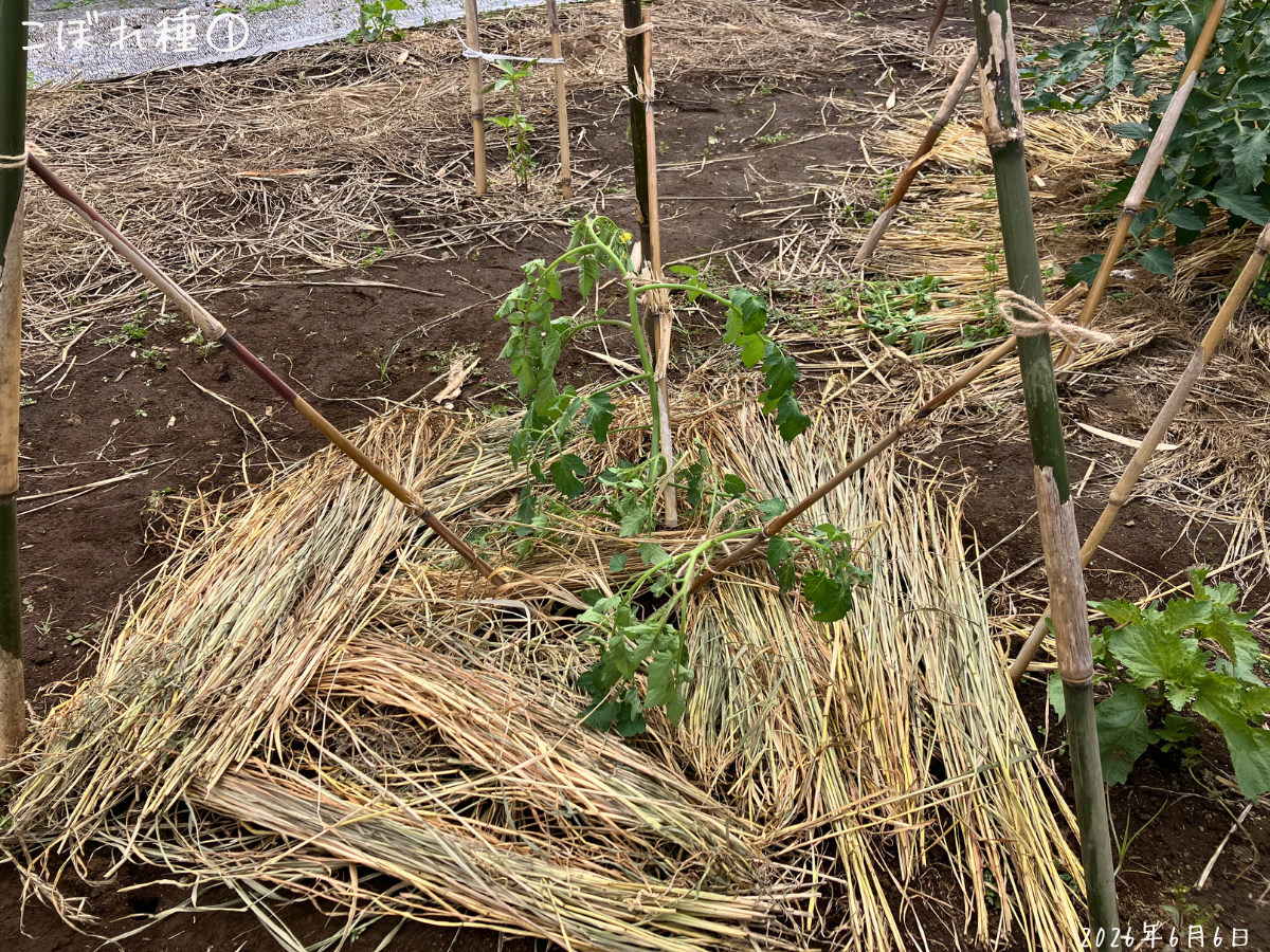 こぼれ種ミニトマトの株元にえん麦の藁を敷く 植え替えたこぼれ種ミニトマトの株元に、えん麦の藁を敷いたところ。