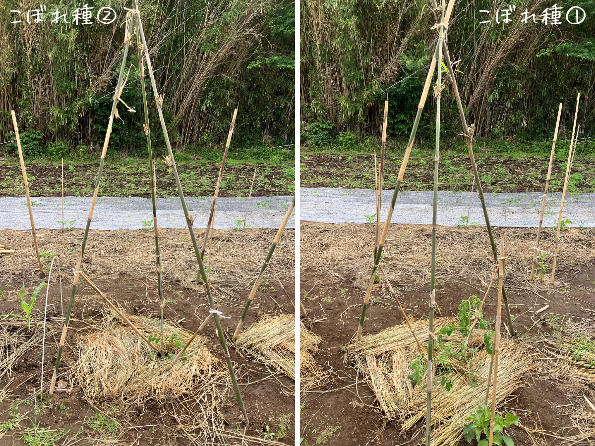 植え替え後のこぼれ種ミニトマト2株 畑スペースへ植え替えたこぼれ種ミニトマト2株。左がこぼれ種②、右がこぼれ種①。