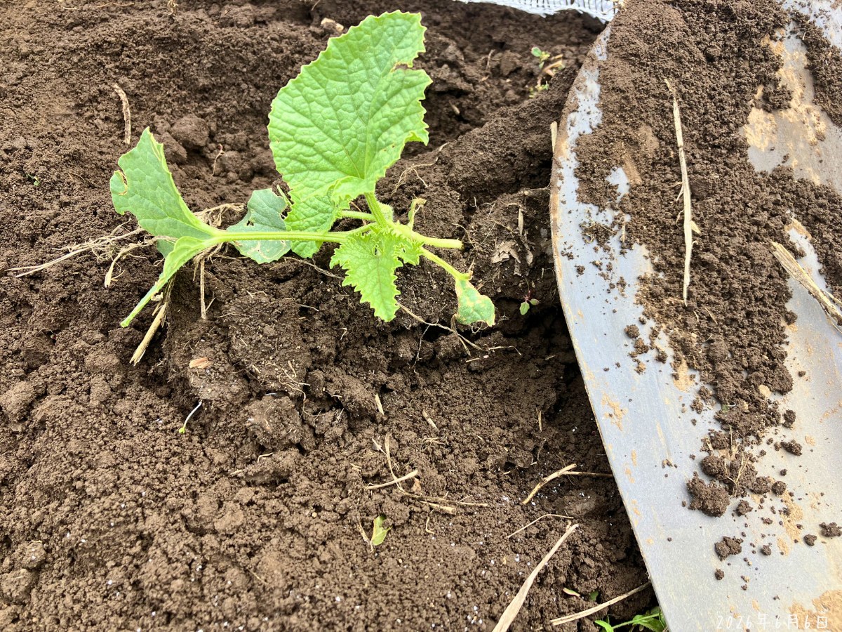 スイカの隣から移植した白うり。もう1株の近くへ植え付けたところ。
