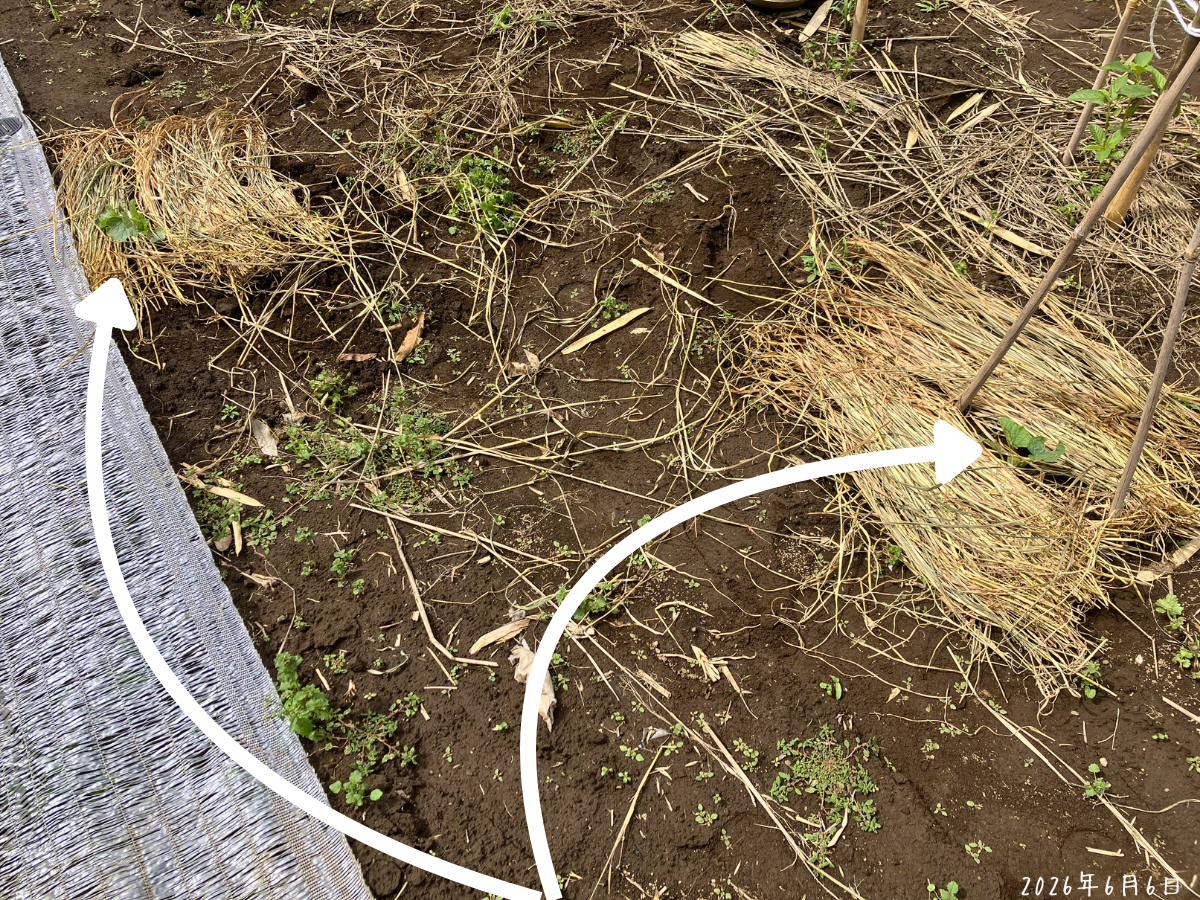 左に移植した白うり、右にそのまま育てる白うり。2株の株元にえん麦の藁を敷いた畑スペース。
