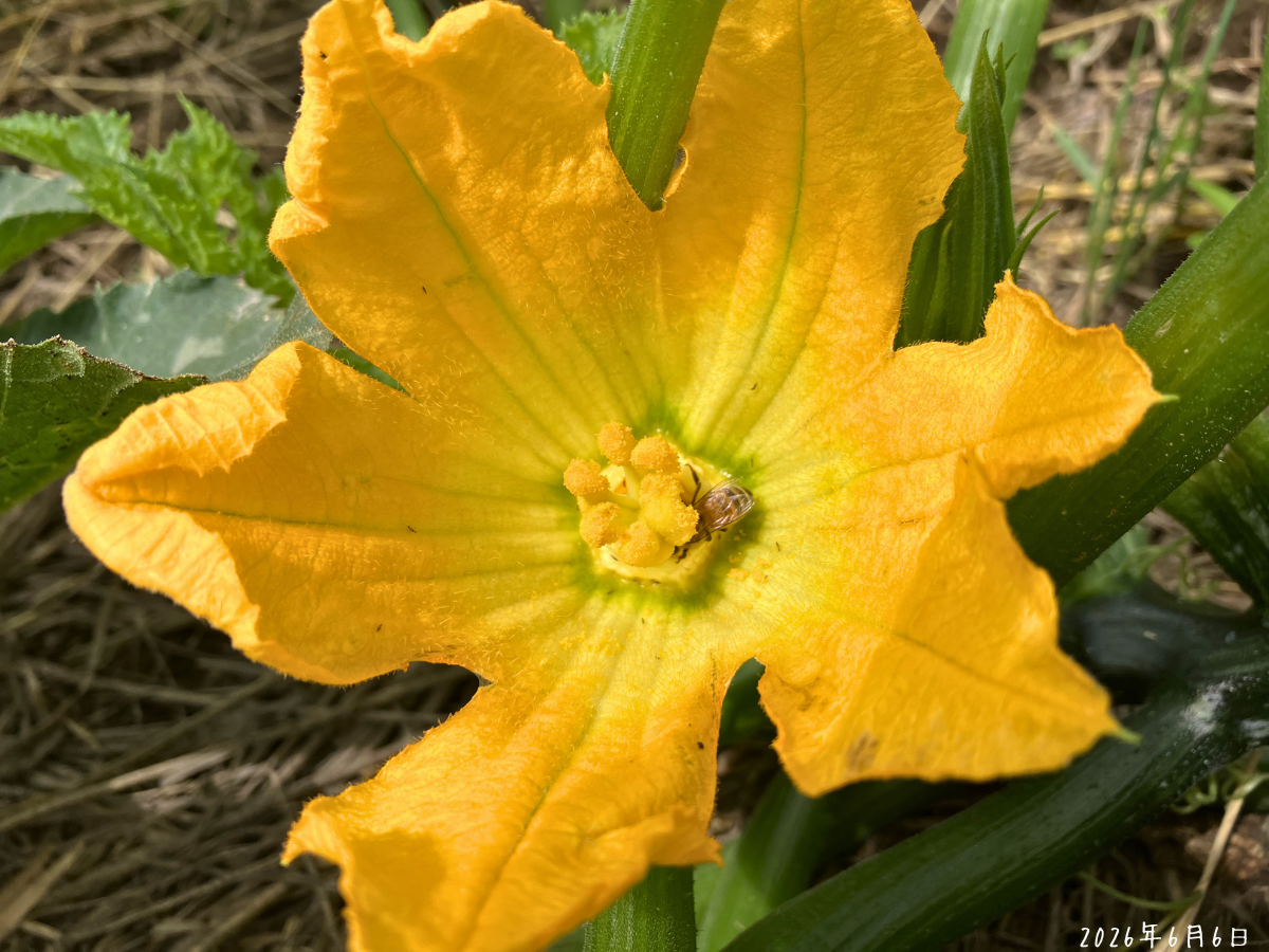 ズッキーニの雌花。花の中心に小さな虫が入っている