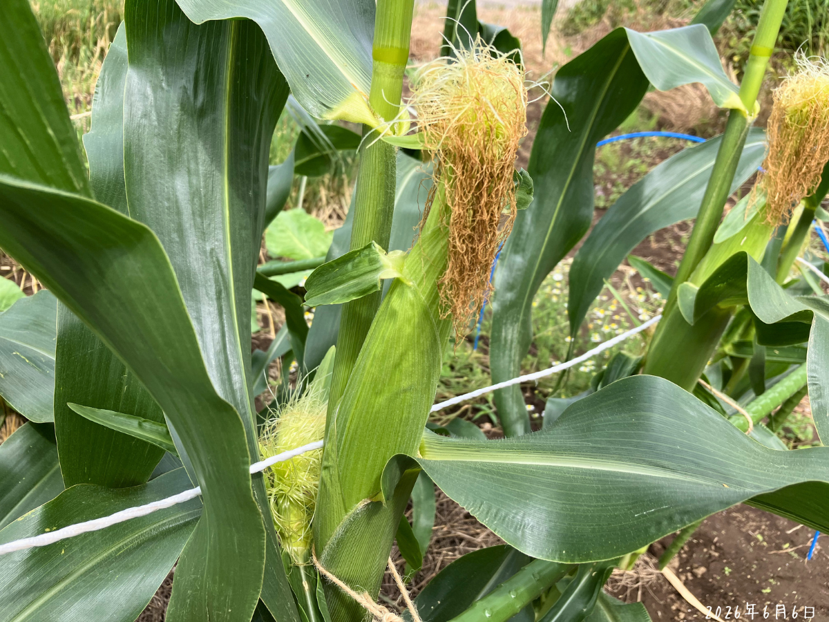 第1弾トウモロコシの雌穂。ひげが茶色くなり実が太ってきた状態