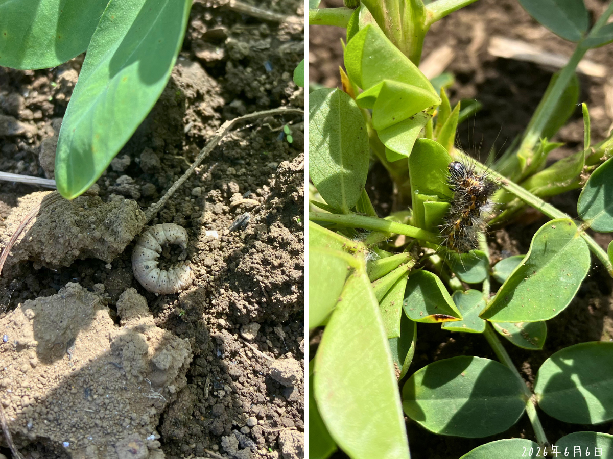 落花生の株元で見つけたネキリムシ類と思われる幼虫と黒い毛虫