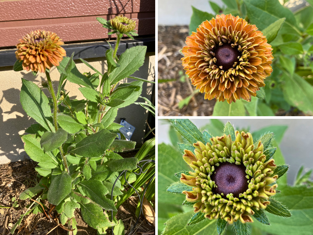 開き方で茶色やオレンジの色味が変わるルドベキア アーバンサファリ「サバンナサンセット」の花