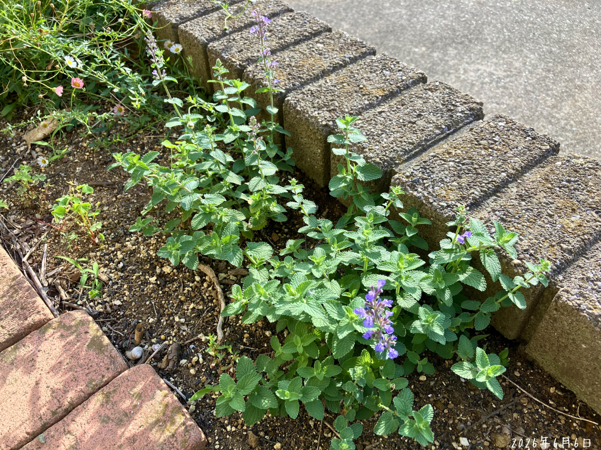 紫の花がぽつりぽつりと咲くネペタ「キャッツパジャマ」の全体