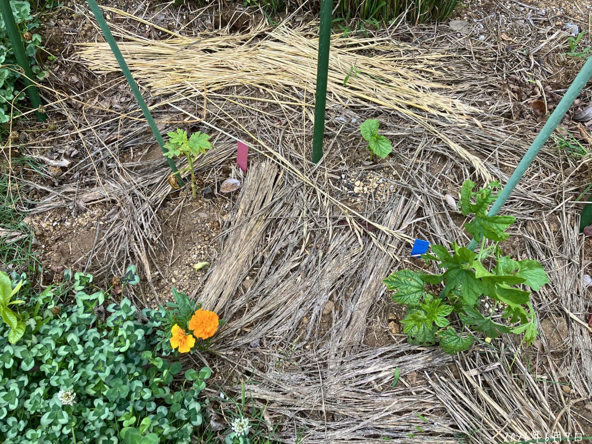 6月7日のゴーヤスペース全体。生育が弱い定植苗の近くで、直播したゴーヤが発芽しています。