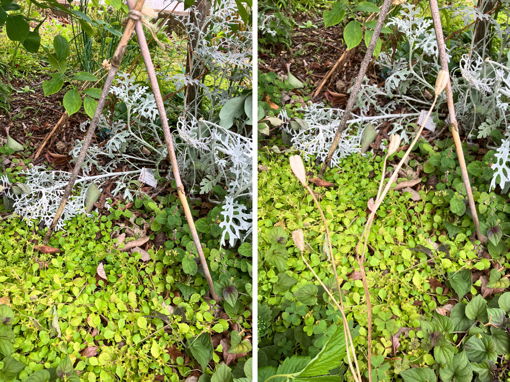 左は姿が消えたカタクリの植え場所、右は周辺に残っていた茎と種の部分